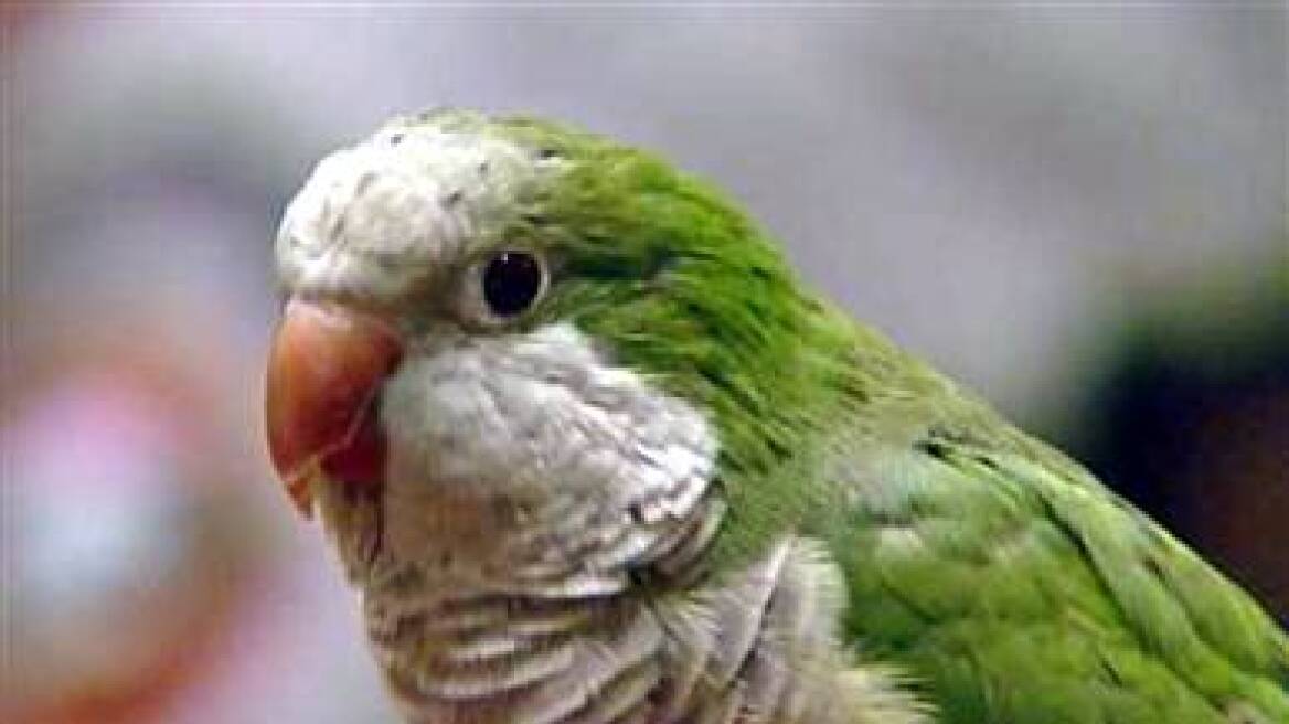 Παπαγάλος «τσιλιαδόρος» στην Κολομβία