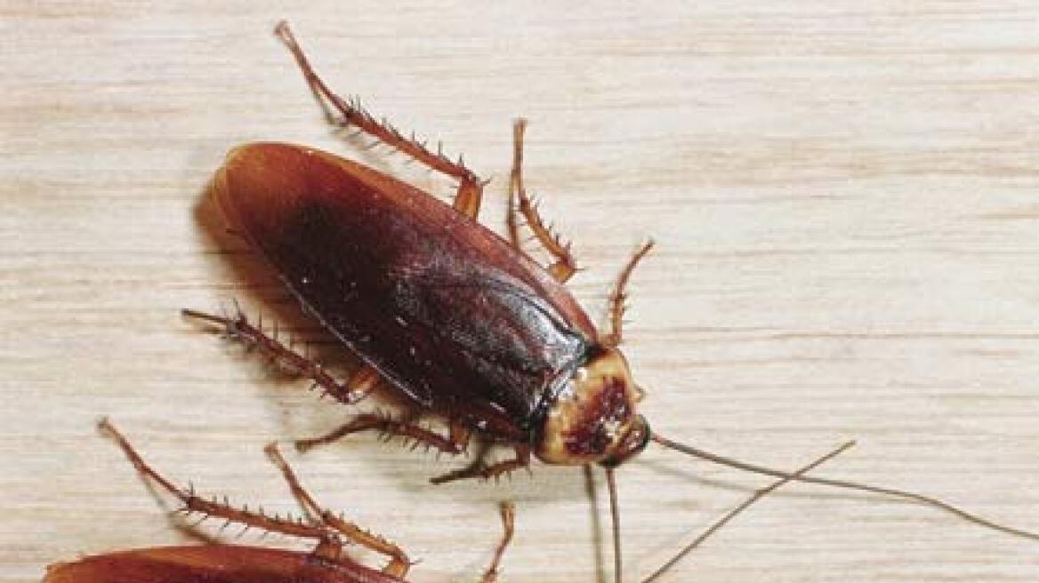 Οι κατσαρίδες δίνουν τη  λύση στην αντιμετώπιση ανθεκτικών βακτηριδίων