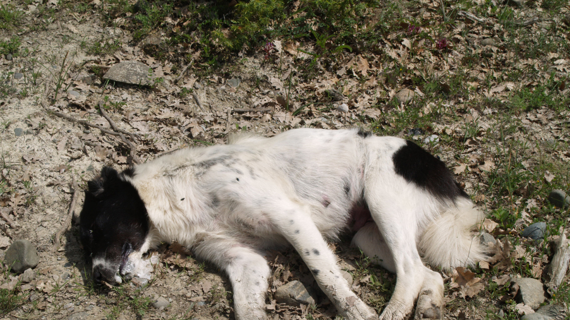Ομαδικές δηλητηριάσεις σκύλων σε Γρεβενά και Στυλίδα