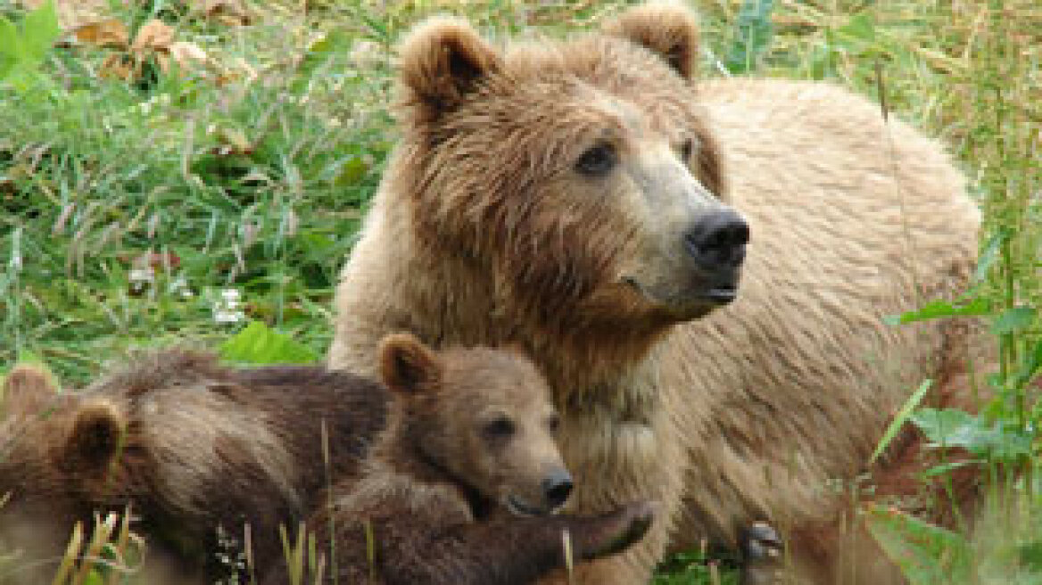Δίκτυ προστασίας στις αρκούδες της Εγνατίας