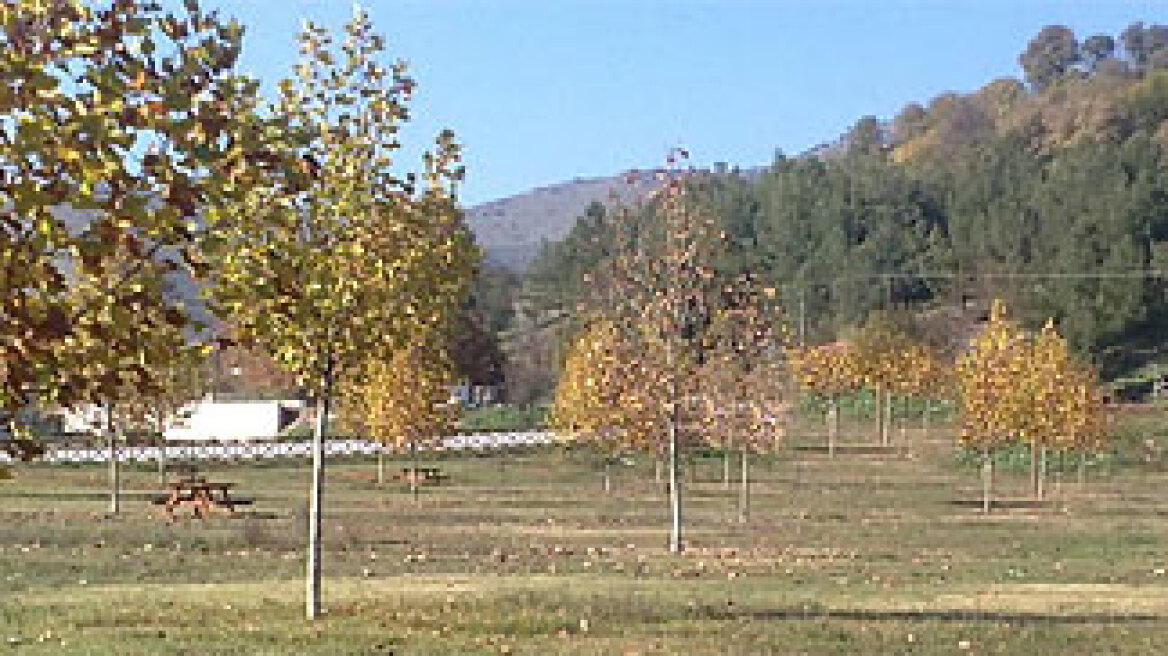 Έγιναν ...φρύγανα τα δέντρα του Πεντελικού!