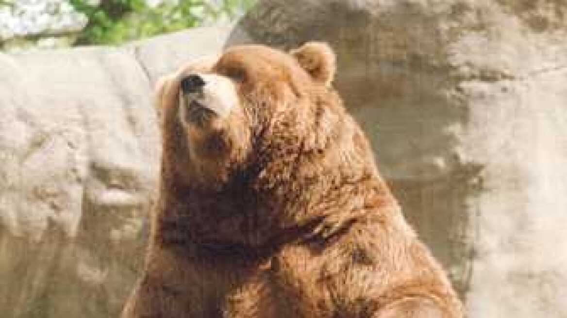 Νεκρή αρκούδα βάρους 220 κιλών