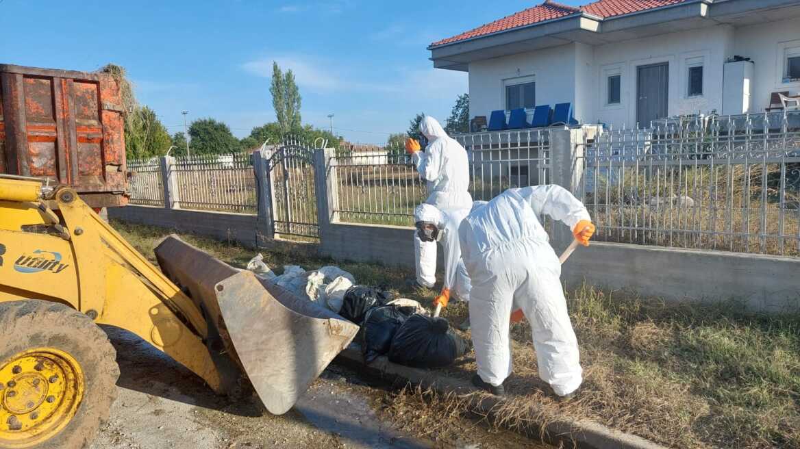 Αγώνας δρόμου από τα ειδικά κλιμάκια για την αποκομιδή των νεκρών ζώων - Δείτε φωτογραφίες