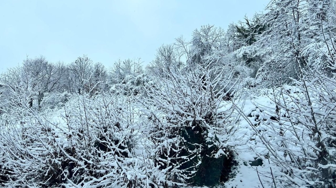Βόλος: Πυκνές χιονοπτώσεις στο Πήλιο - Χωρίς προβλήματα το οδικό δίκτυο	