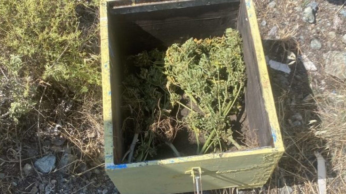 Πατέρας και γιος έκρυβαν χασίς μέσα σε μελίσσια στο Ηράκλειο