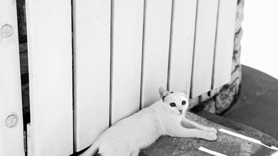 Εριέττα Κούρκουλου Λάτση: «Μίσος, ένα συναίσθημα που έχω αισθανθεί πολύ λίγες φορές»