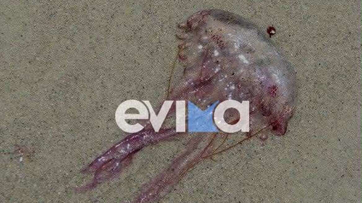 Γέμισαν με μωβ μέδουσες οι παραλίες της Εύβοιας - Δείτε φωτογραφίες