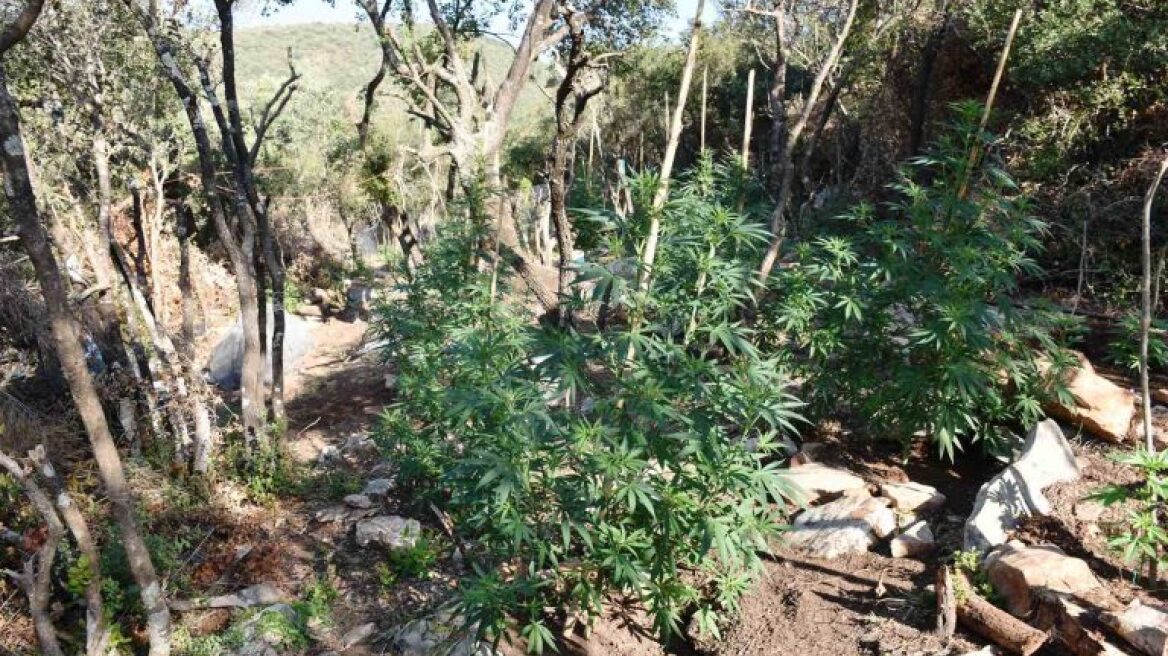 Μεσσηνία: Συνελήφθη 44χρονος Αλβανός για καλλιέργεια δενδρυλλίων κάνναβης - Δείτε βίντεο
