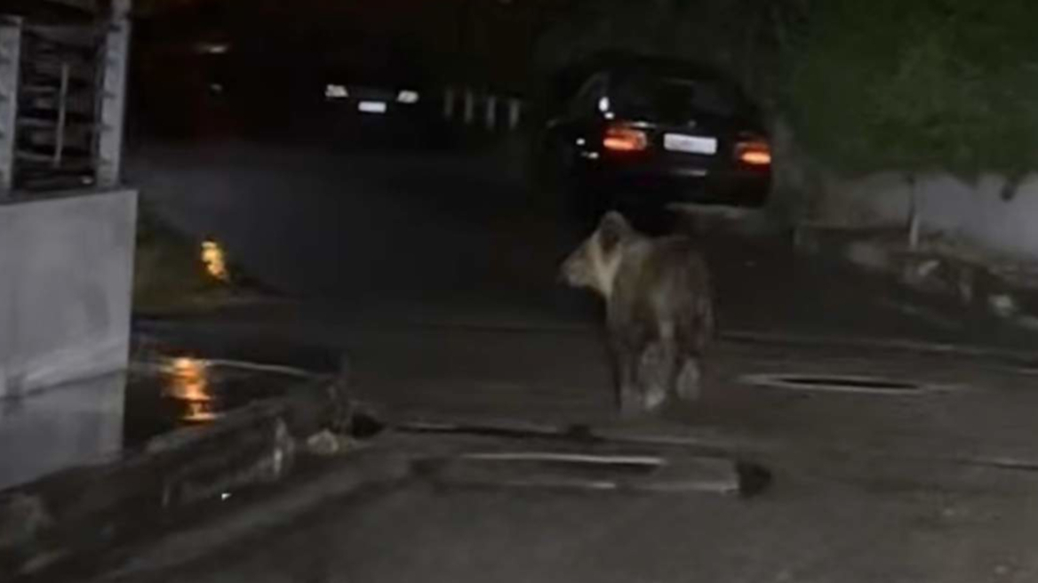 Τρίκαλα: Αρκούδα έκανε βόλτες στην πόλη και αναστάτωσε τους κατοίκους - Δείτε φωτογραφίες