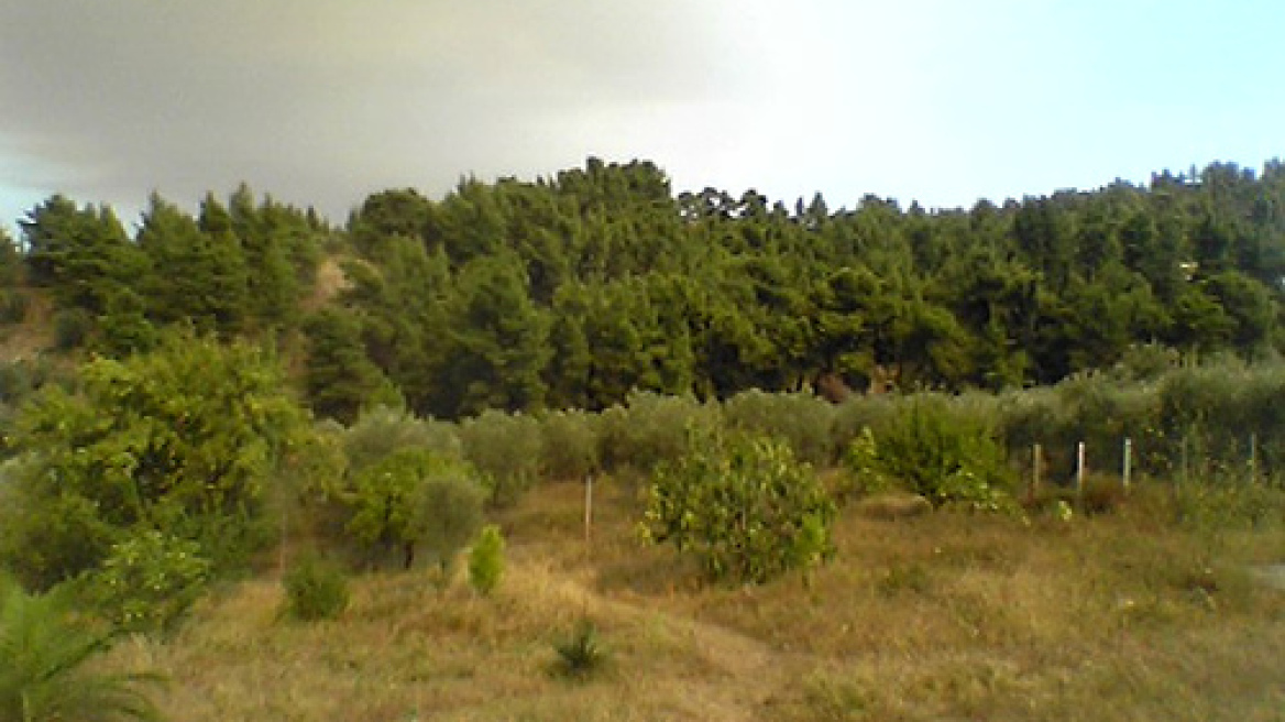 Κλέβουν ακόμη και… ελαιόδεντρα!