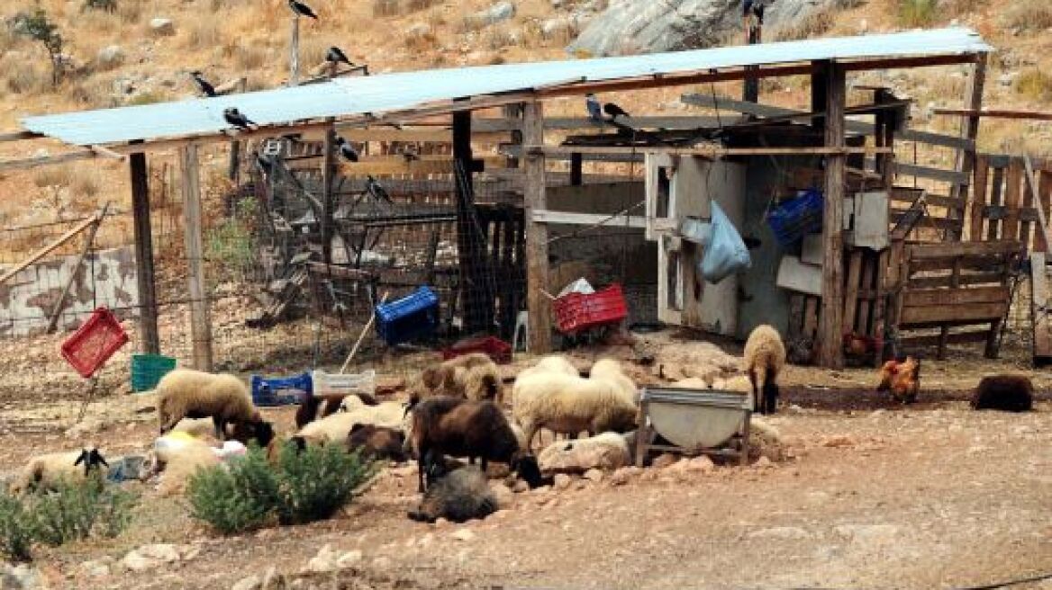 Συνεχίζονται οι ζωοκλοπές στην Κρήτη 