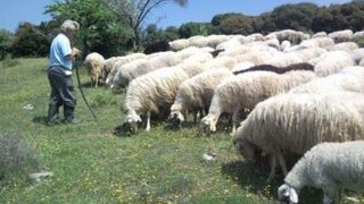 Υπό εξαφάνιση η Σερραϊκή Φυλή Προβάτου