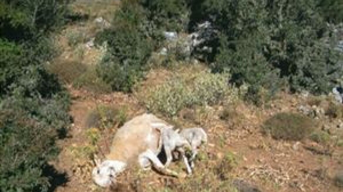 Το δρόμο της δικαιοσύνης πήραν οι δηλητηριάσεις προβάτων στα Σφακιά 