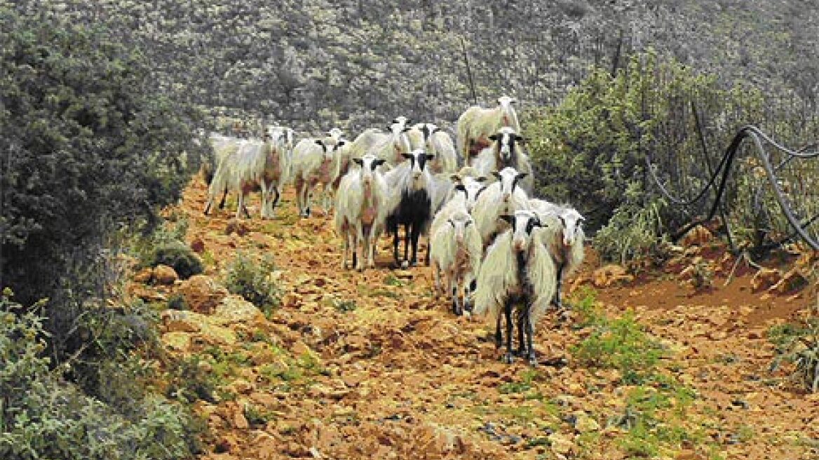 Εξιχνίαση ζωοκλοπής σε χρόνο ρεκόρ!