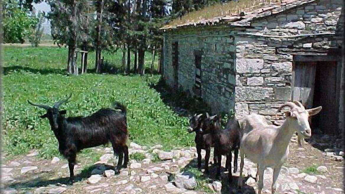 Κι άλλες συλλήψεις για ζωοκτονία 