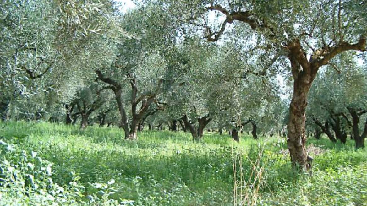 Aυθαίρετα οι ελαιώνες στα δάση, επιμένει η Τίνα Μπιρμπίλη 