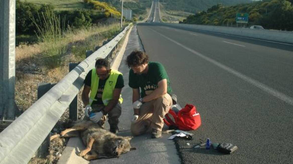 Έγκυος λύκαινα νεκρή από σφαίρα