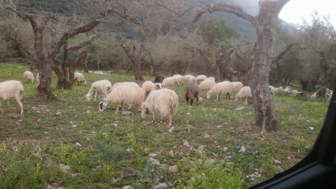 Χειροπέδες σε βοσκούς για ζημιά των ζώων τους σε ελαιώνα