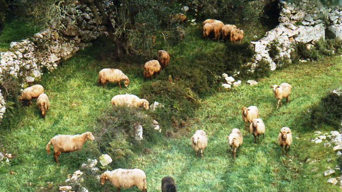 Αναβλήθηκαν οι σφαγές λόγω κλοπής! 