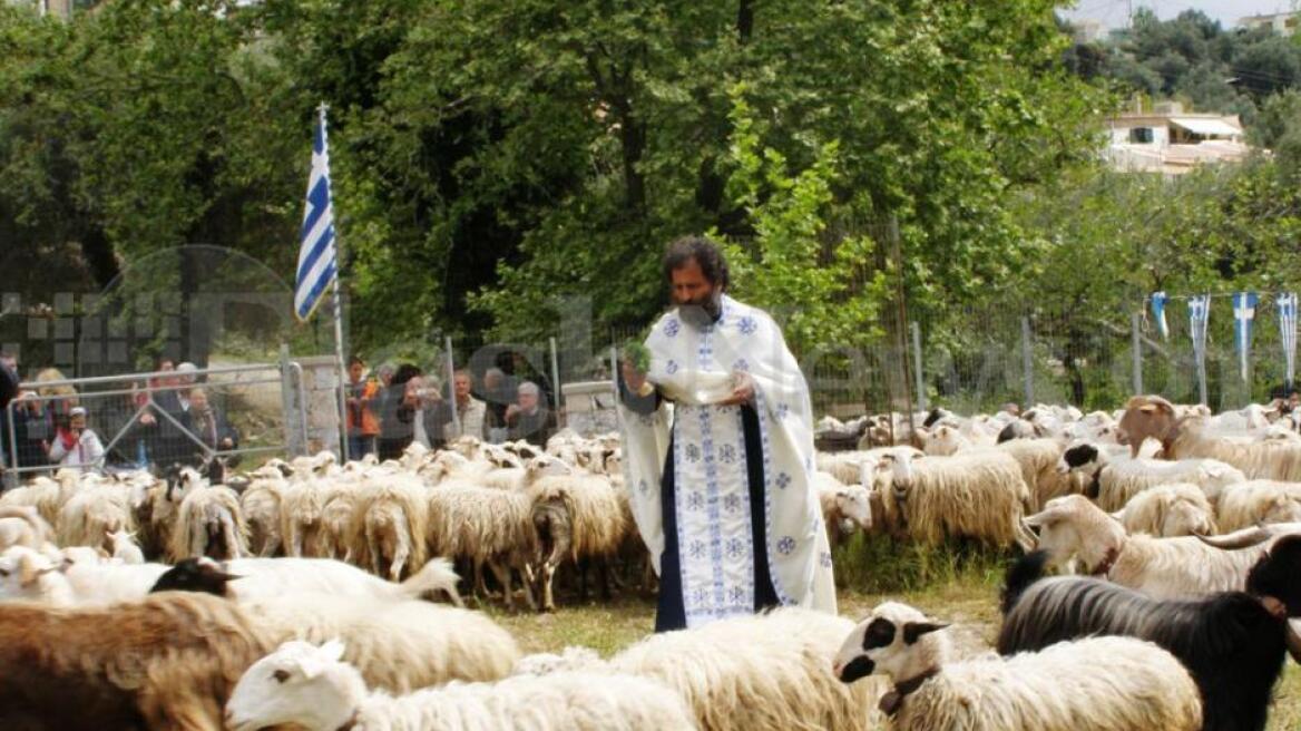 Η ευλογία των προβάτων στην Αση Γωνιά 