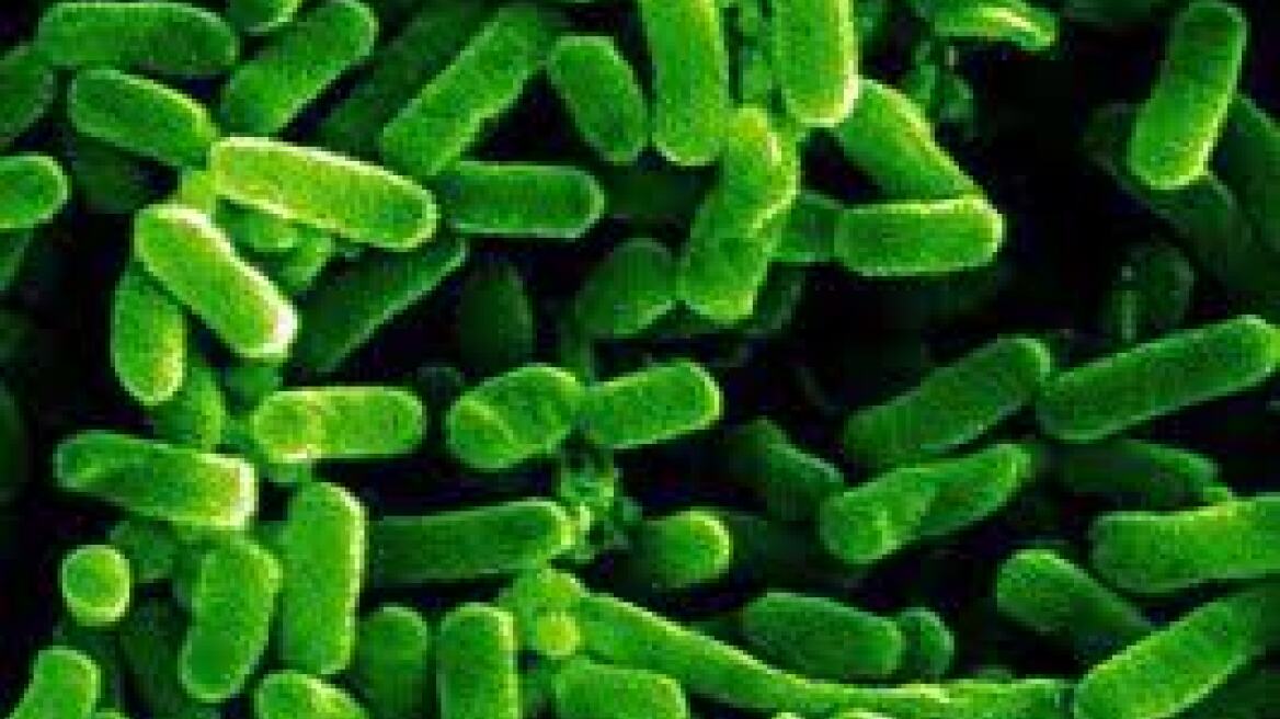 Το E-coli κάνει κακό στην αγορά της Κρήτης