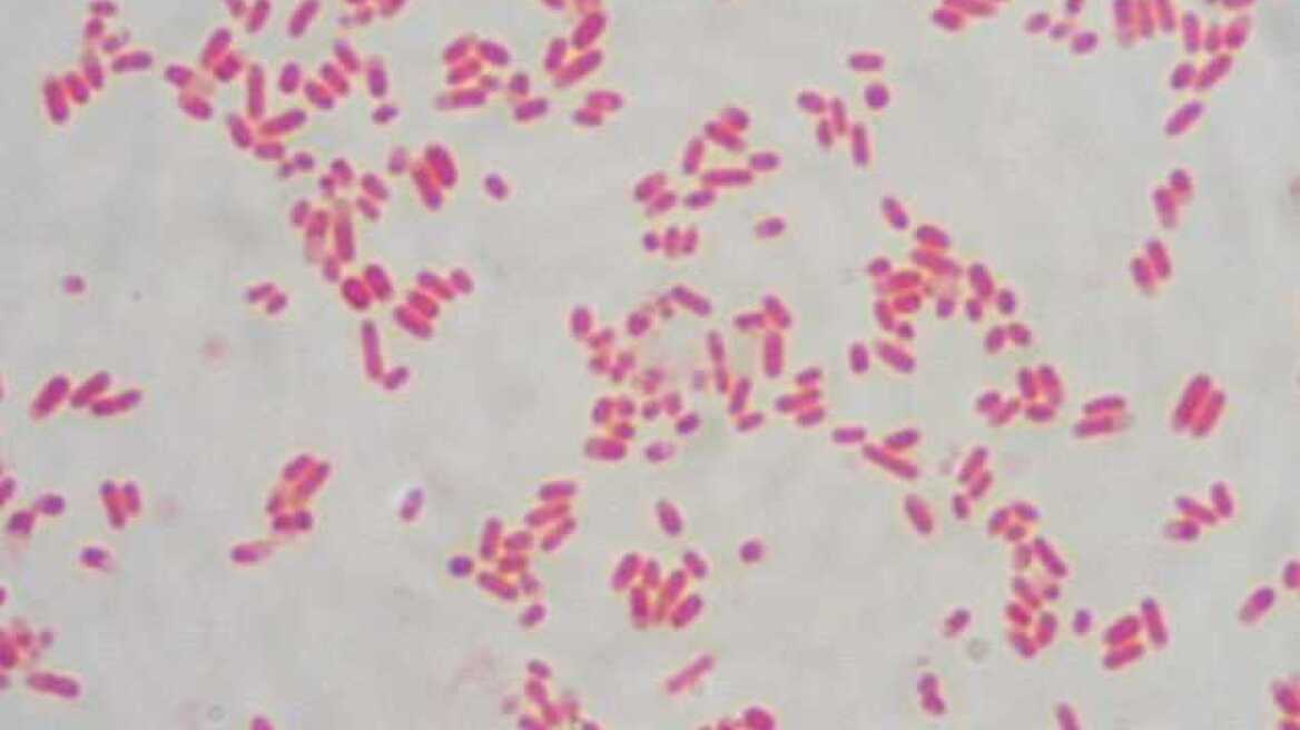 Αποζημιώσεις παραγωγών λόγω E-coli