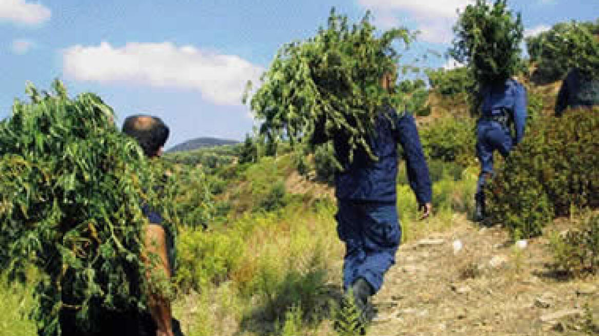 Γιγαντιαία χασισοφυτεία χωρίς καλλιεργητή! 