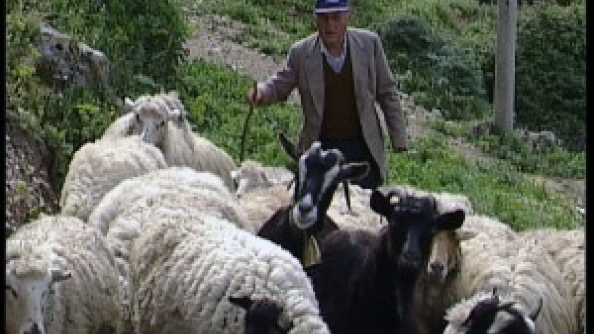 Συνεχίζουν τις ζωοκλοπές στην Ηλεία