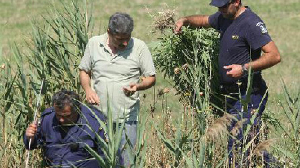 Σύλληψη 36χρονου για χασισοκαλλιέργεια στη Μάνη