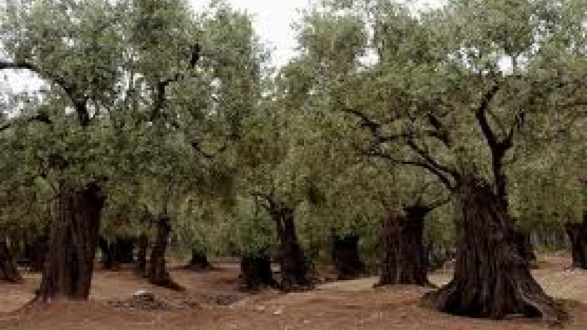 Οι ελιές πλήρωσαν τις διαφορές των συγχωριανών 