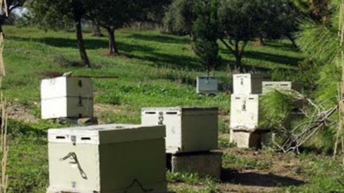 Έβαλαν στόχο τα μελίσσια