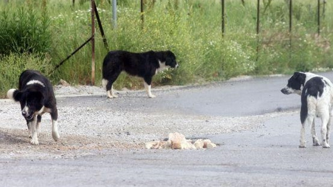 Επικήρυξαν τους δολοφόνους 16 σκυλιών