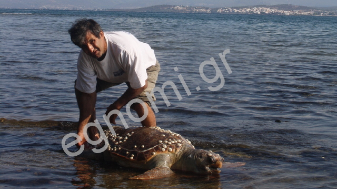 Νεκρή χελώνα σε πλαζ της Χαλκίδας