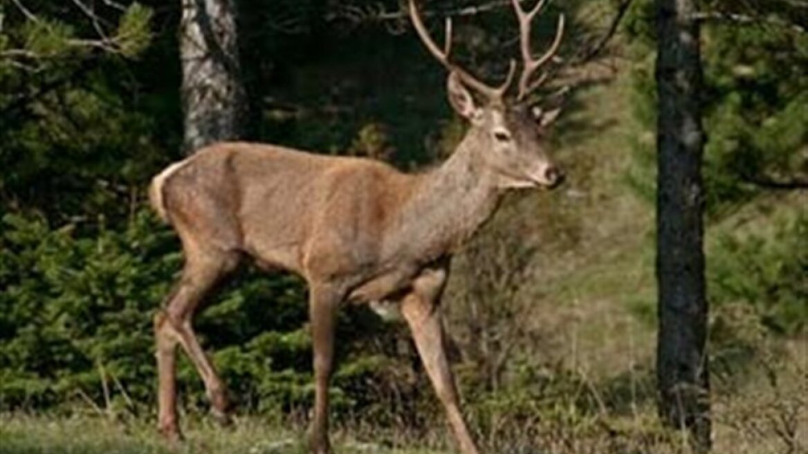 Τραγικό φινάλε στην κόντρα ελαφιών για επικράτηση!