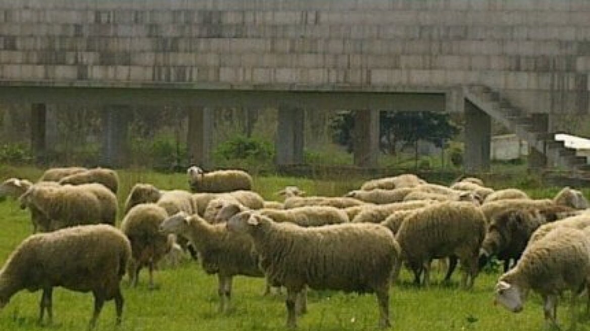 Σωρεία ζωοκλοπών στον νομό Ηρακλείου 