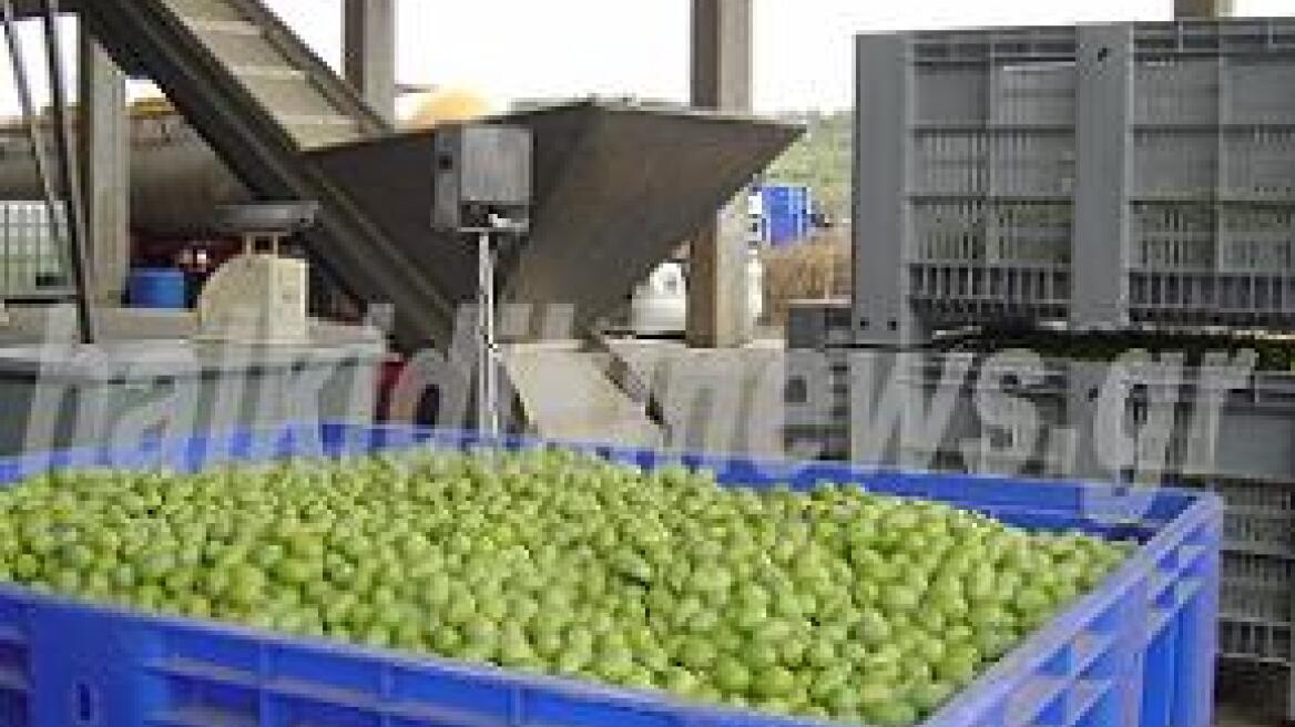 Μειωμένη η παραγωγή της ελιάς