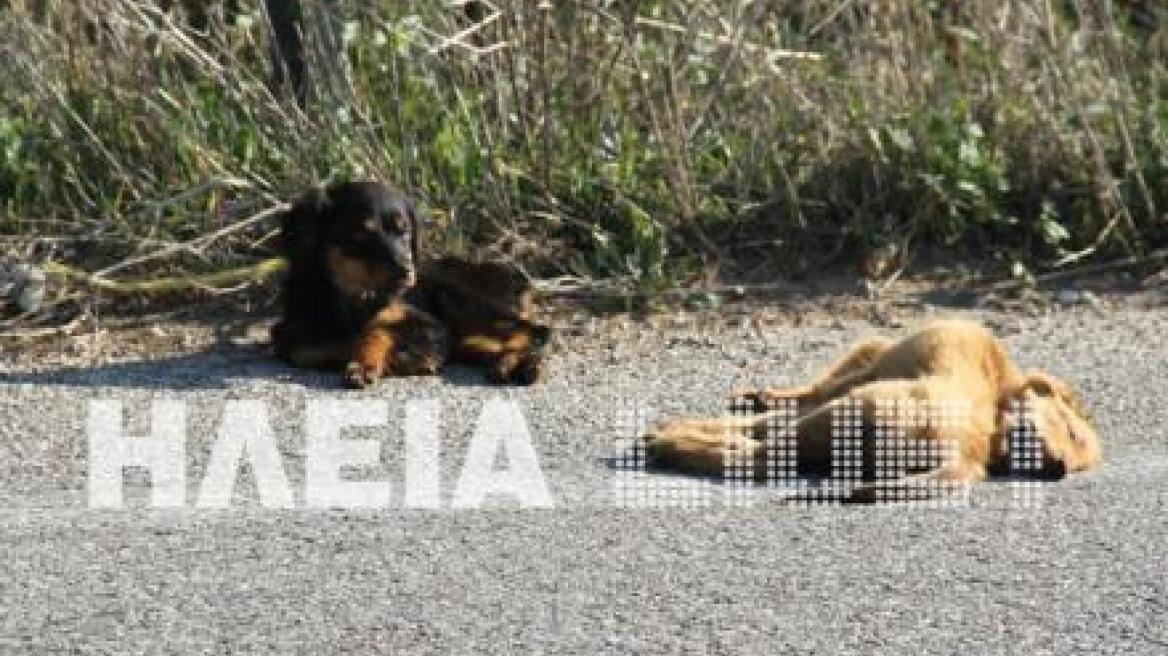 Σκυλάκι θρηνούσε το χαμό του φίλου του στην Εθνική Οδό