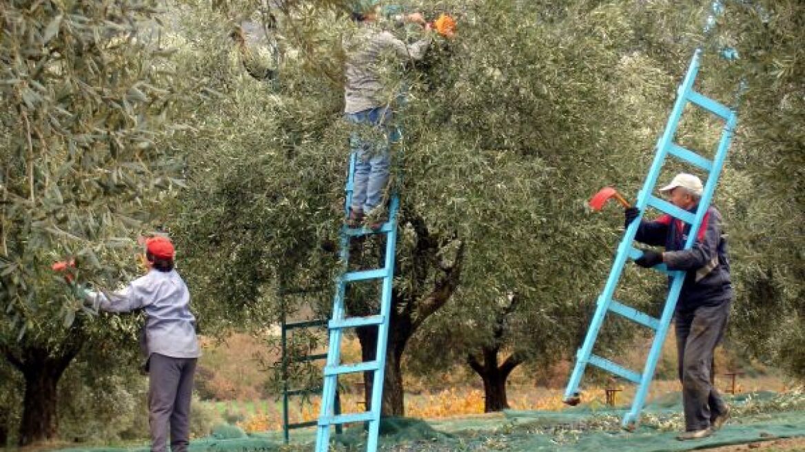 ΕΛΓΑ: Από σήμερα οι αιτήσεις αποζημίωσης για τη ζημιά από τον παγετό στην Κρήτη