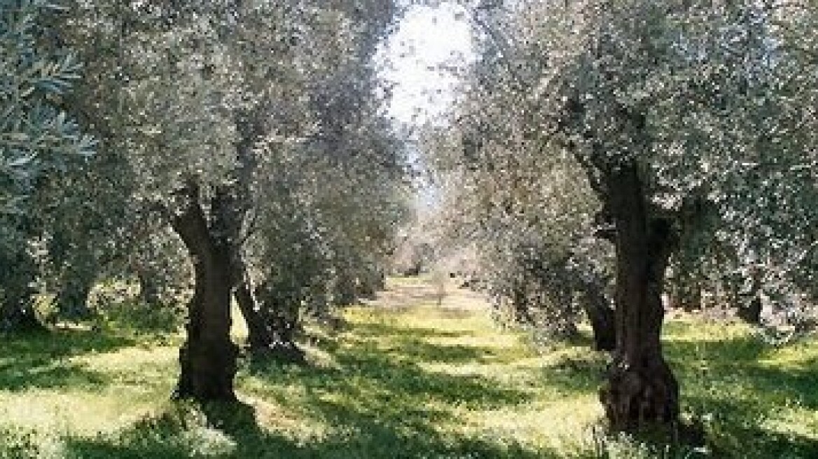 Στα 80 του χρόνια έκλεβε τις ελιές του γείτονα!