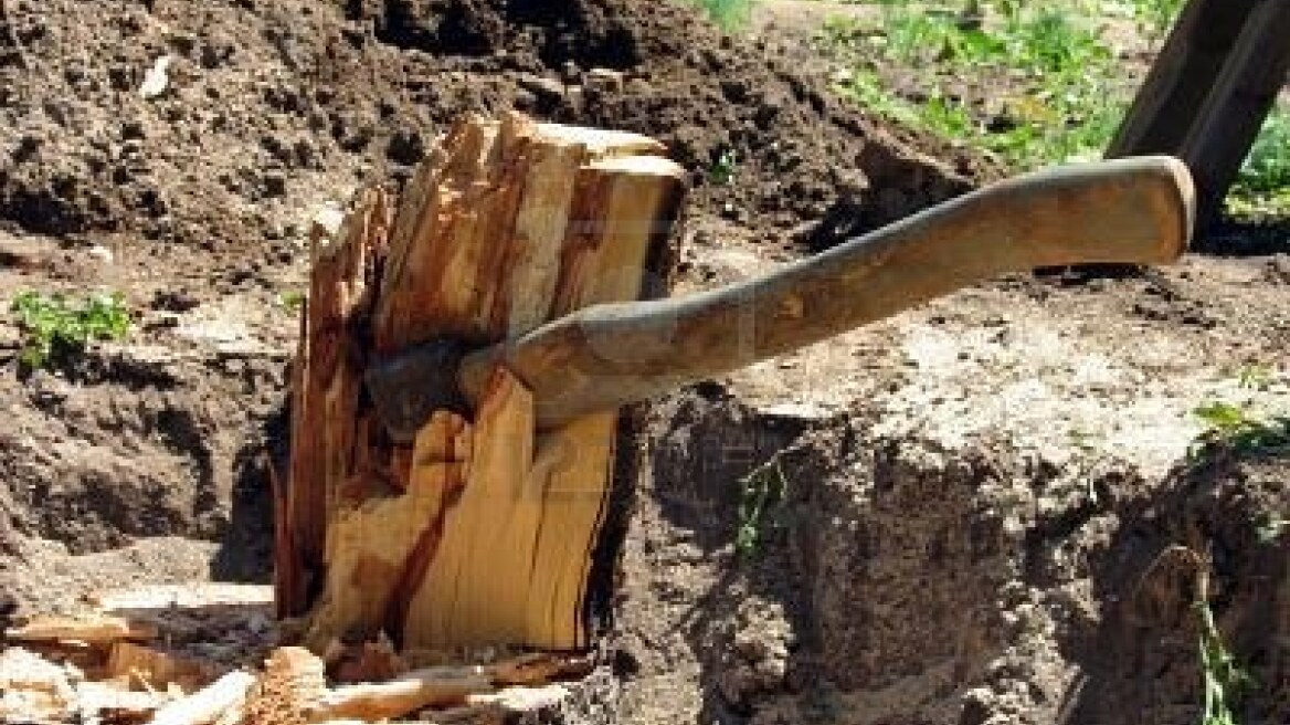 Τραυματίστηκαν δυο ξυλοκόποι από το δέντρο που έκοβαν!