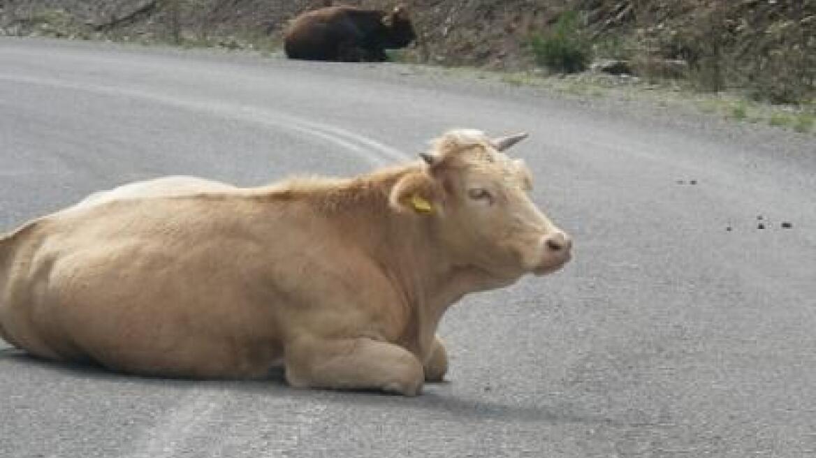 Oδηγός συγκρούστηκε με ένα κοπάδι αγελάδες!