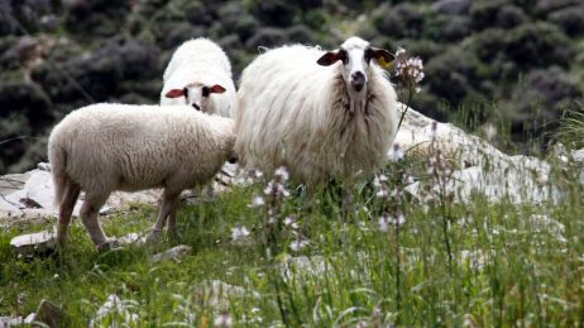 Τον έπιασαν να ταΐζει κλεμμένα πρόβατα!