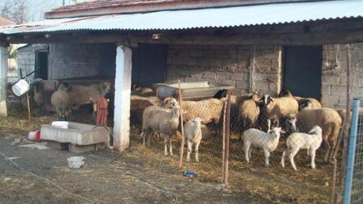 Έκλεψε τα ζώα και… τροφή για να τα ταΐσει!