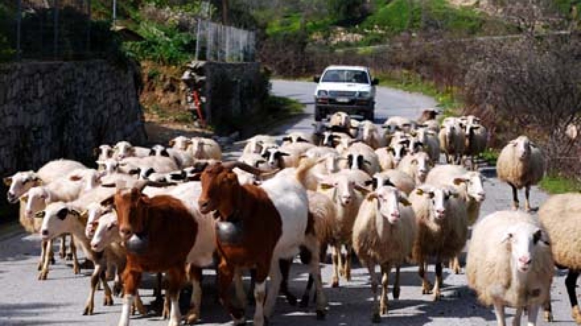 Κόντεψαν να σκοτωθούν από σύγκρουση με πρόβατα! 