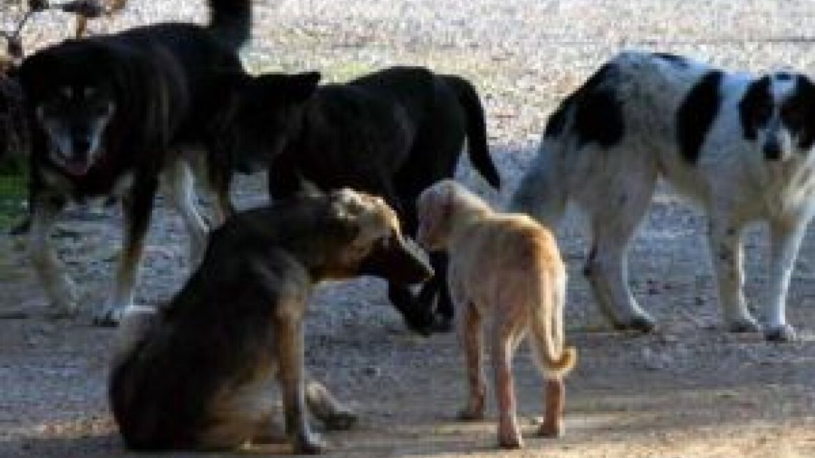 Αγέλη σκύλων τρομοκρατεί κατοίκους της Τρίπολης