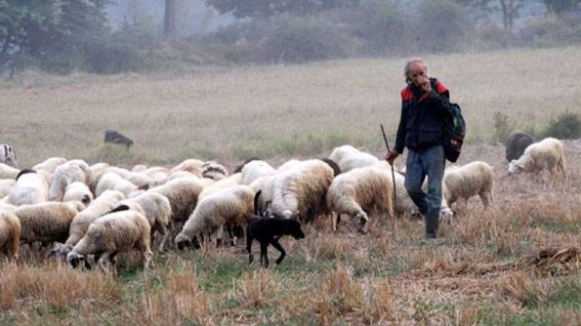 Του κλέβουν τα ζώα του σε… δόσεις! 