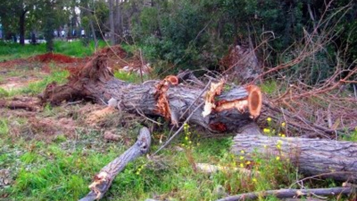 Τσάκωσαν 13 για παράνομη υλοτομία στην Βοιωτία 