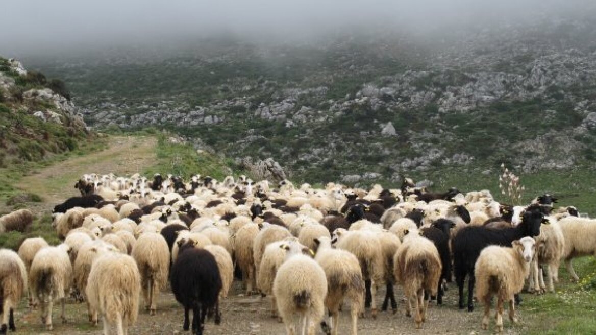 Δεκάδες αιγοπρόβατα ... έκαναν "φτερά"!