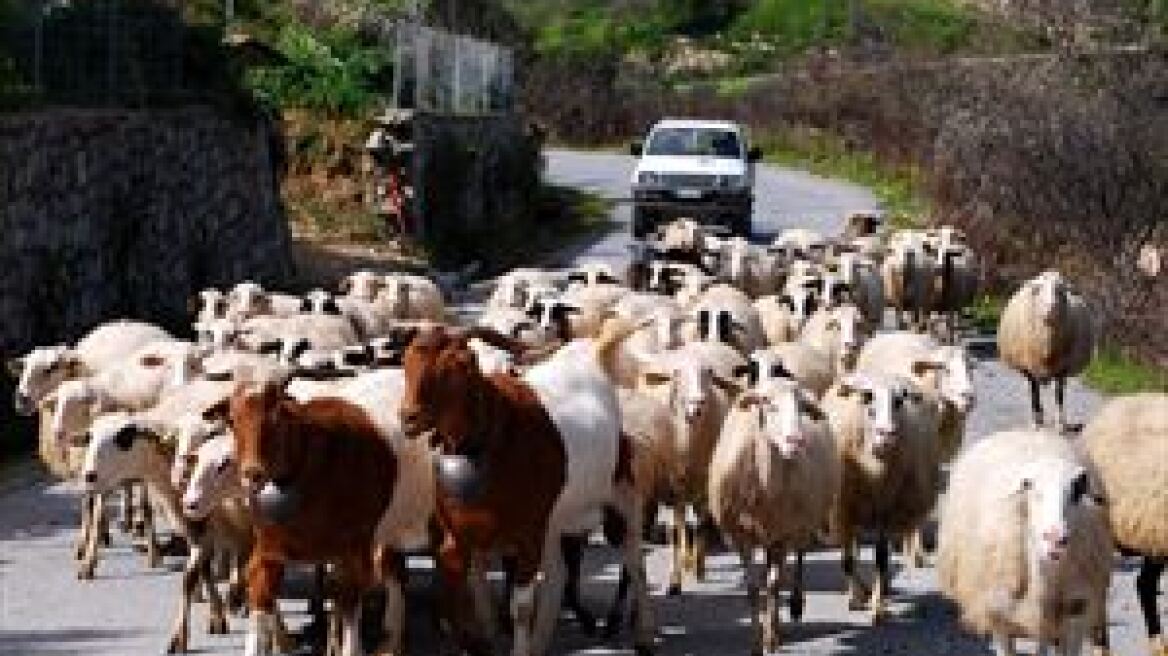 Έκλεψαν 90 πρόβατα στην Κρήτη