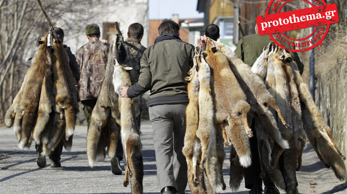 Η βιομηχανία της γούνας…